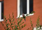 Roze bergvink (asian rosy finch) Leucosticte arctoa  - Ulaanbaatar 06-08-2016 (1)